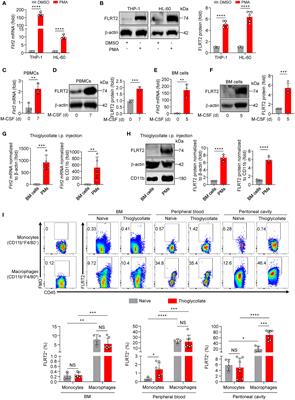 Fibronectin leucine-rich transmembrane protein 2 drives monocyte differentiation into macrophages via the UNC5B-Akt/mTOR axis